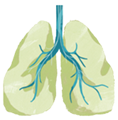 Lungs Icon